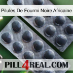 African Black Ant Pills 31